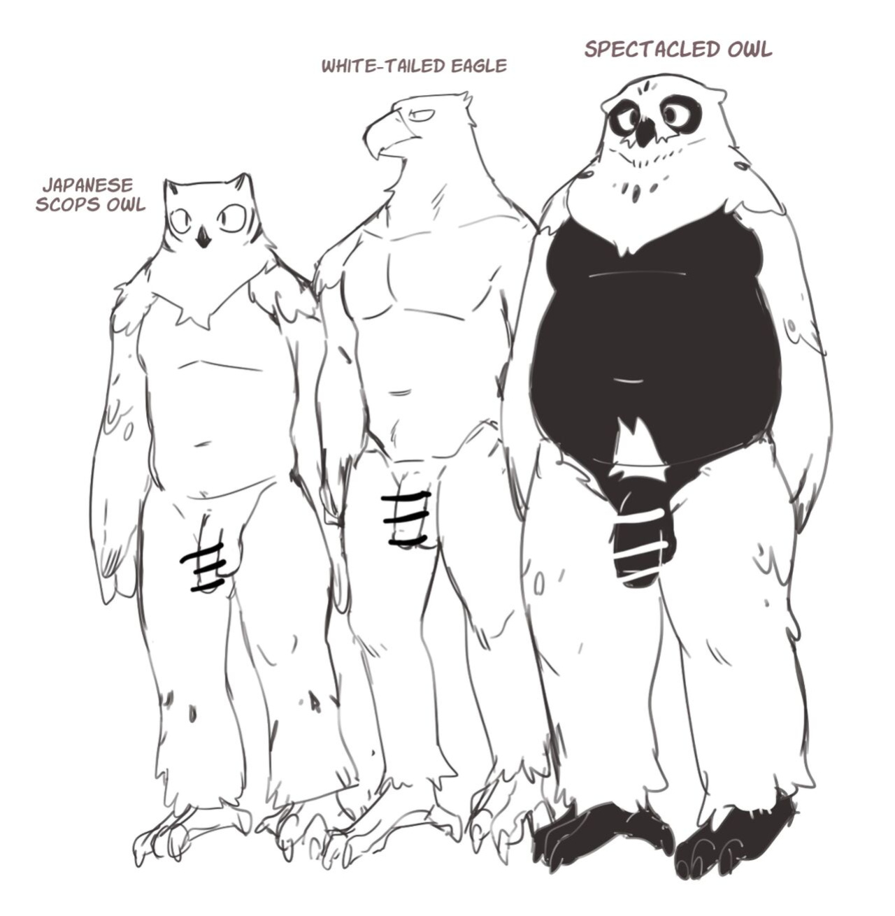White-Tailed Eagle and Owls