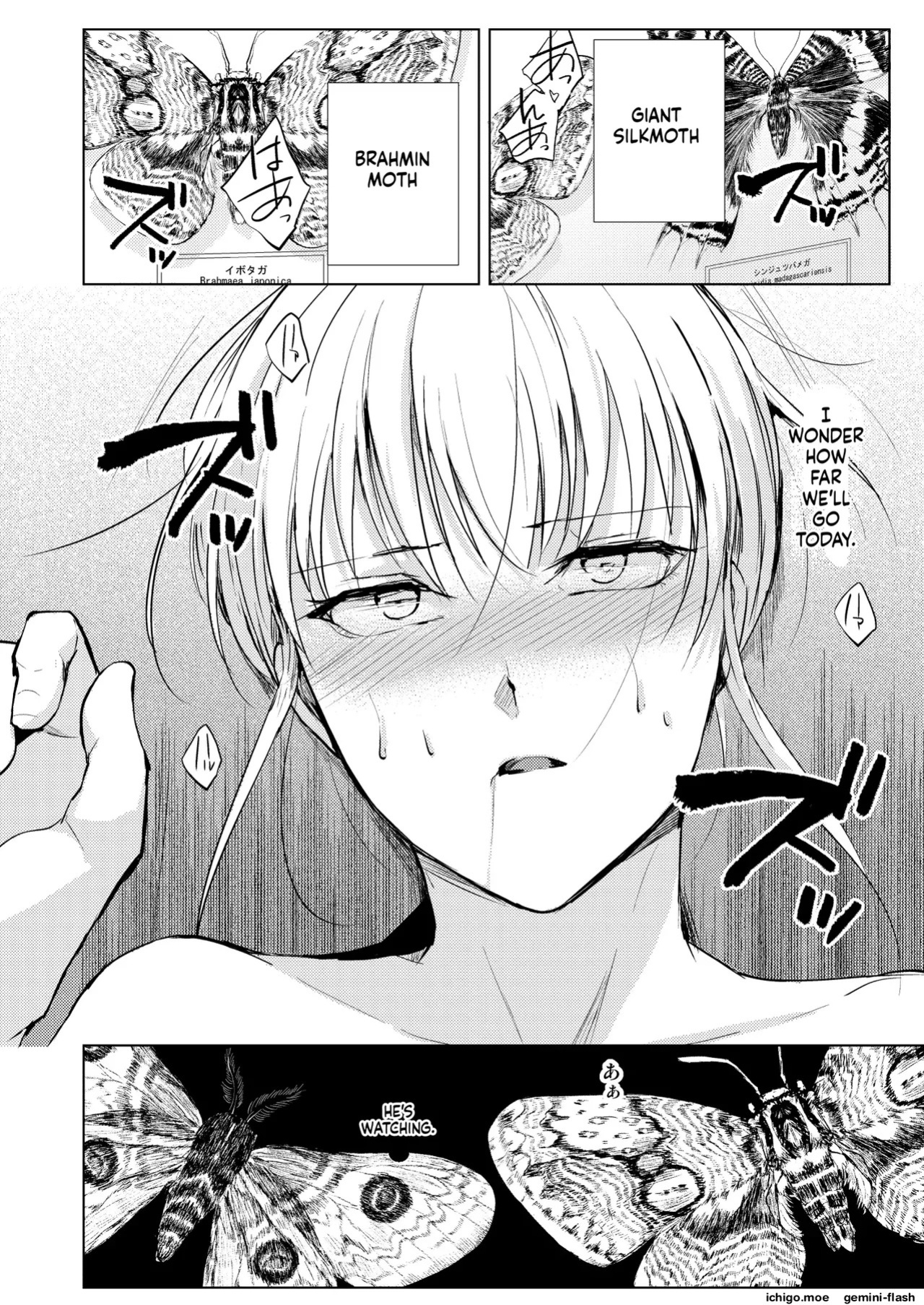 [locon] 藤屋敷の標本